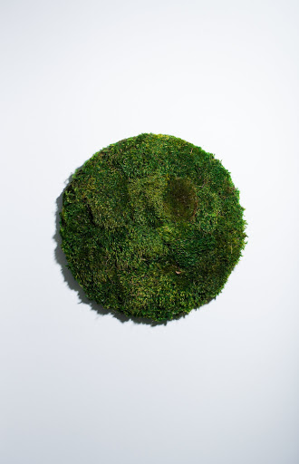 Interior Plant Service «Plant The Future, Inc.», reviews and photos, 2511 NW 2nd Ave, Miami, FL 33127, USA