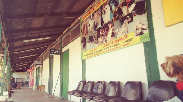 Centro Veterinario Municipal Canino De Talca - Veterinario