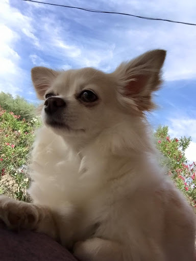 Shedding Clean Pet Grooming