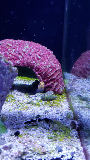 Pet Store «Aquarium», reviews and photos, 6410 Papermill Pl Way, Knoxville, TN 37919, USA