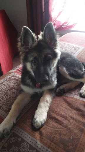 Pet Supply Store «PetSmart», reviews and photos, 10697 E US Hwy 36, Avon, IN 46123, USA