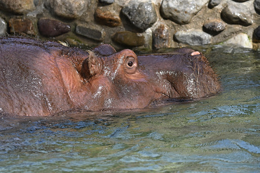 Hippo Habitat image 8