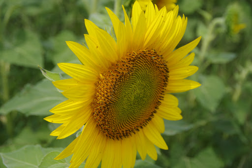 Water Park «Splish Splash Water Park», reviews and photos, 2549 Splish Splash Dr, Calverton, NY 11933, USA