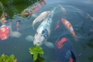 Erzgebirgs-Fisch image