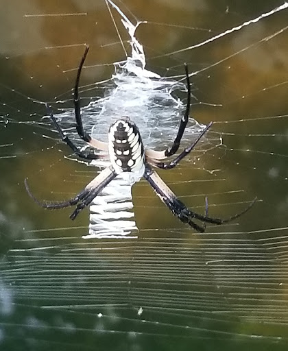 Park «Lions Park», reviews and photos, 1099 S Peach St, Duncanville, TX 75137, USA