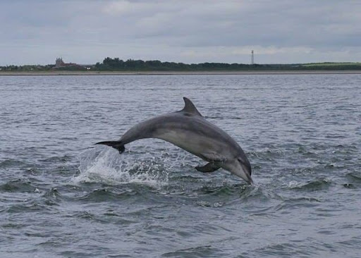 Dolphin Sightseeing Cruise Tours Tampa
