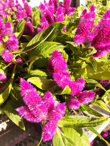 Grocery Store «Schnucks», reviews and photos, 3100 Madison Ave, Granite City, IL 62040, USA