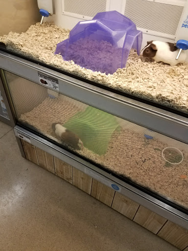 Pet Supply Store «Petco Animal Supplies», reviews and photos, 10055 Wellington Rd, Manassas, VA 20110, USA