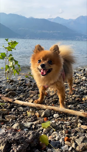 Kleintierpraxis Tierärztin Lisa Müller Balingen unter Balingen, Baden Württemberg