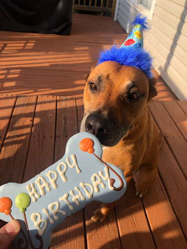 Pet Supply Store «Ma & Paws Pet Supplies», reviews and photos, 206 Anderson Ln N #200, Hendersonville, TN 37075, USA