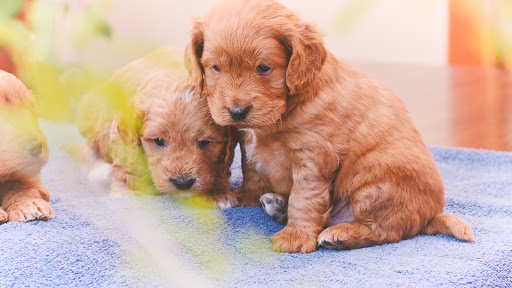 Chevromist Kennels Puppies