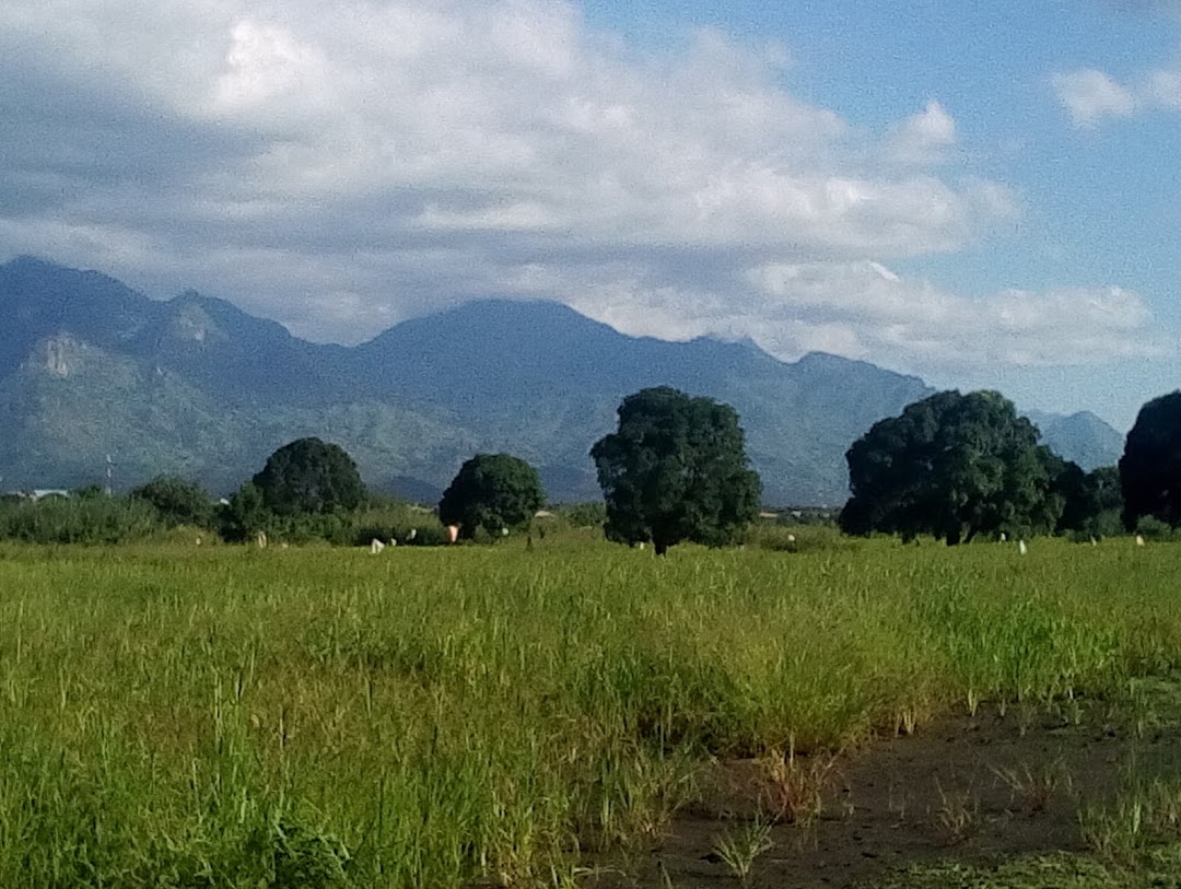 Kihonda Rice Fields
