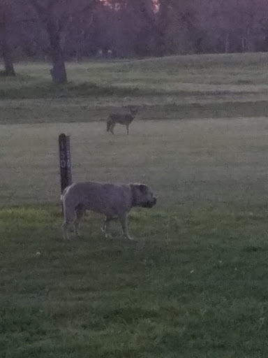 Golf Course «Haggin Oaks Golf Complex», reviews and photos, 3645 Fulton Ave, Sacramento, CA 95821, USA