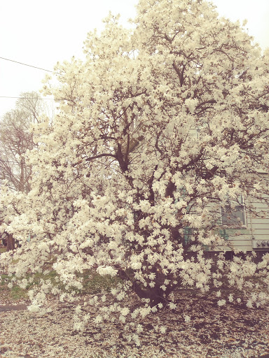 Park «Tyler Park», reviews and photos, 51 Tyler Park, Lowell, MA 01851, USA