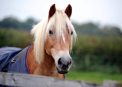 Horse riding lessons Swindon
