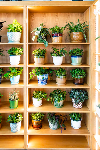 Wholesale Florist «Urban Jungle», reviews and photos, 2603 Sherman Ave NW, Washington, DC 20001, USA