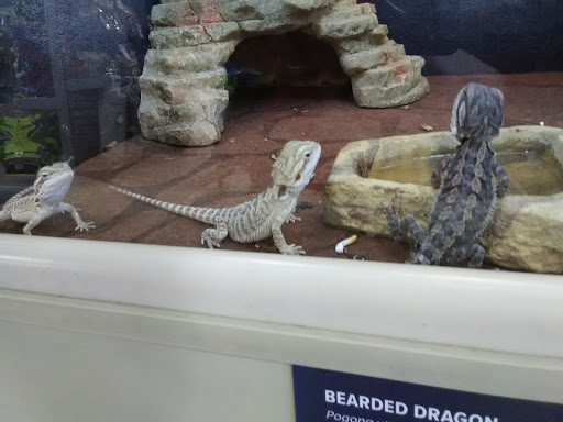 Pet Supply Store «PetSmart», reviews and photos, 10697 E US Hwy 36, Avon, IN 46123, USA