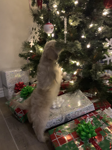 Pet Store «Animal Kingdom», reviews and photos, 5000 S Arizona Mills Cir, Tempe, AZ 85282, USA