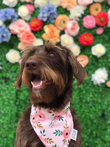 Pet Store «Shop Dog Boutique», reviews and photos, 5015 S Western Ave, Sioux Falls, SD 57108, USA