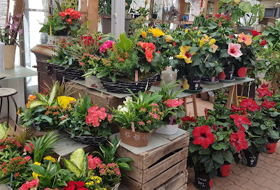 Gailleton Fleurs Et Plantes à Grézieu-la-Varenne