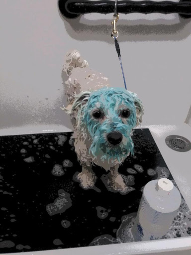 Pet Supply Store «EarthWise Pet Supply - Richardson», reviews and photos, 1310 W Campbell Rd #128, Richardson, TX 75080, USA