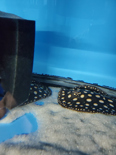 Tropical Fish Store «KHC Aquarium», reviews and photos, 150-1 Northern Blvd, Flushing, NY 11354, USA