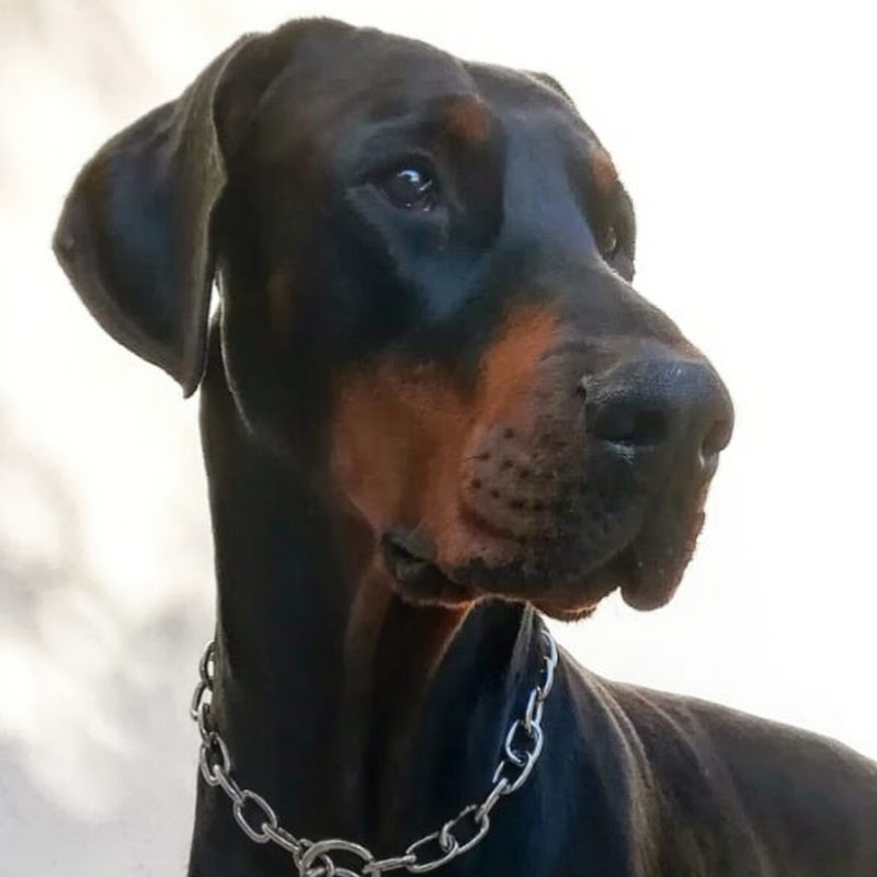 Dobermann Del Montaldo