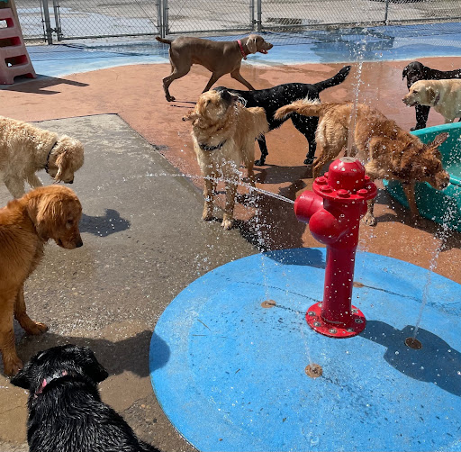 Creature Comforts Pet Resort