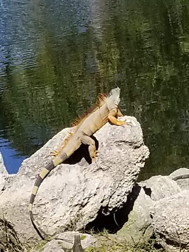 Golf Course «Lake Worth Golf Course», reviews and photos, 1 7th Ave N #1, Lake Worth, FL 33460, USA