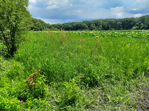 Nature Preserve «Pulaski Woods East», reviews and photos, 9600 Wolf Rd, Willow Springs, IL 60480, USA