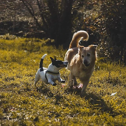Pensioni per cani e dog hotel a Olimpo di Apollo - Asilo e pensione cani