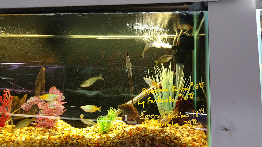 Tropical Fish Store «Fish Den Inc.», reviews and photos, 5055 W 44th Ave, Denver, CO 80212, USA