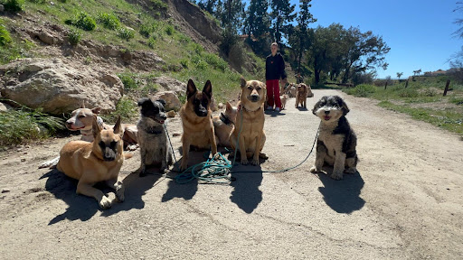 All Dogs Society image