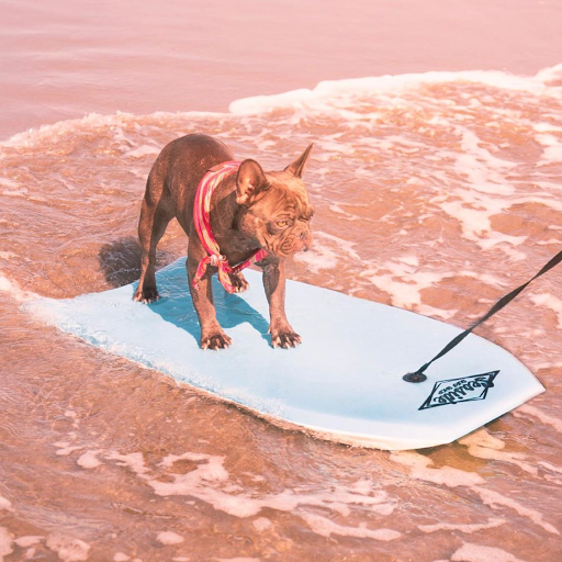 Surf Shop «Seaside Surf Shop», reviews and photos, 1116 S Roosevelt Dr, Seaside, OR 97138, USA