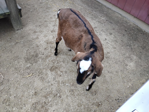 Zoo «Cosley Zoo», reviews and photos, 1356 N Gary Ave, Wheaton, IL 60187, USA