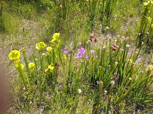Piney Ridge Nature Preserve - photo 95