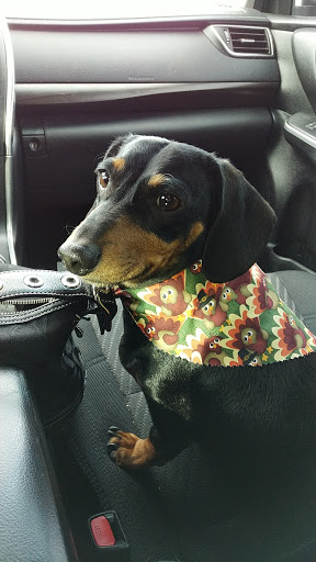 Pet Supply Store «Petco Animal Supplies», reviews and photos, 5843 N Elizabeth St, Pueblo, CO 81008, USA