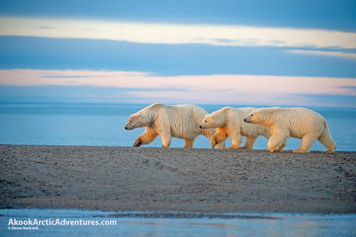 Akook Arctic Adventures