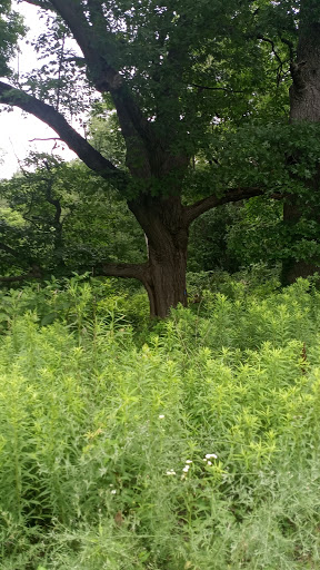 Nature Preserve «Bow in the Clouds Preserve», reviews and photos, 1805 Nazareth Rd, Kalamazoo, MI 49048, USA