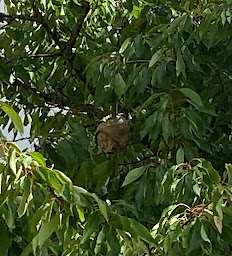 Photo n°20 de Poitou Guêpes et Frelons à Cherveux ()