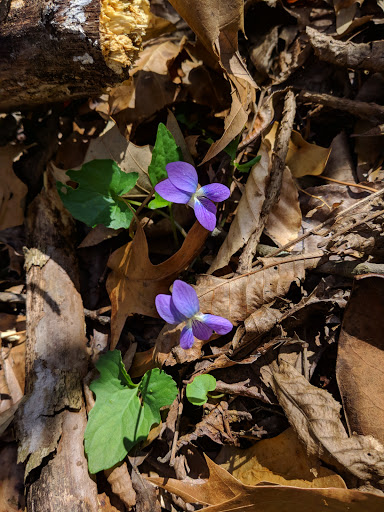 Nature Preserve «Frenchtown Rd Conservation Area», reviews and photos, 17819 Frenchtown Rd, Central, LA 70739, USA