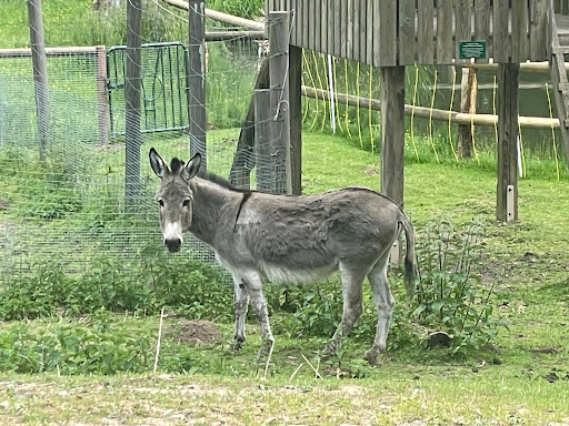 Wildpark Hardegsen unter Hardegsen, 