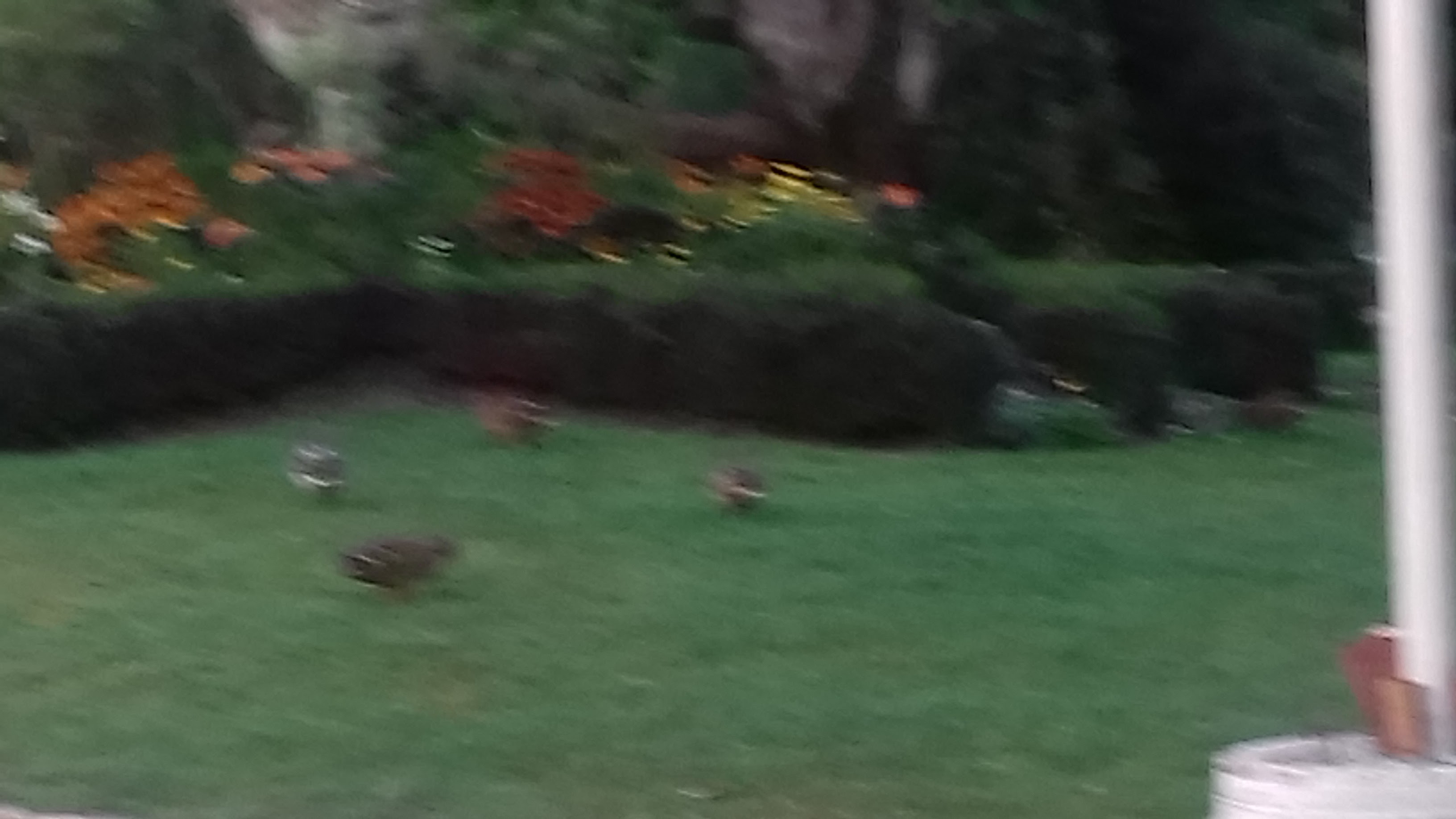Photo n° 7 de l'avis de Gustavo.i fait le 27/08/2018 à 15:52