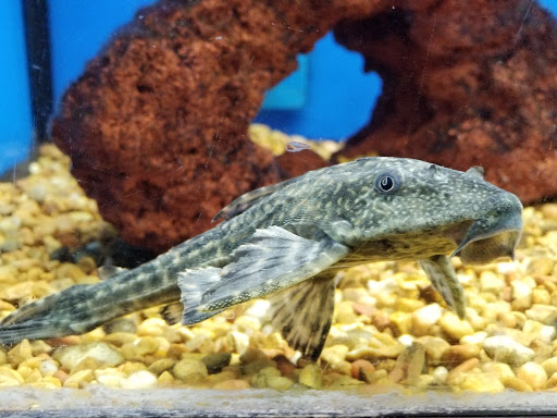 Pet Supply Store «Petco Animal Supplies», reviews and photos, 22000 Dulles Retail Plaza #110, Sterling, VA 20166, USA