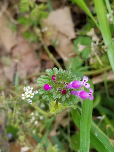 Park «Clarence Foster Park», reviews and photos, 4400 Woodland Park Blvd, Arlington, TX 76013, USA