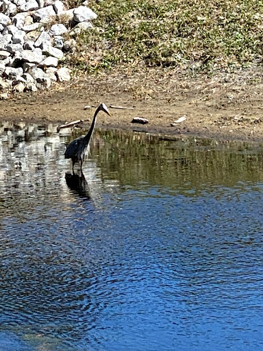 Golf Club «Shipyard Golf Club», reviews and photos, 45 Shipyard Dr, Hilton Head Island, SC 29928, USA