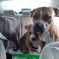 Barkie Bow Wow - Photo 2 - Car repair in Savannah, GA, Savannah