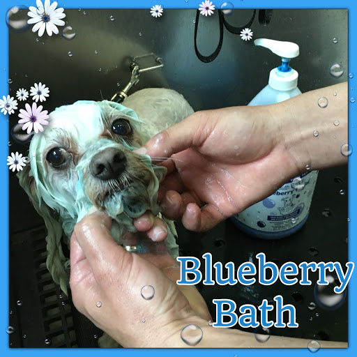 Pet Store «La Bone Pet Spa», reviews and photos, 8739 Stirling Rd, Cooper City, FL 33328, USA