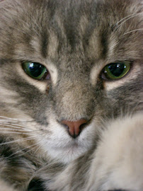 Kari Kells Pawfessional Cat Sitter - Photo 3 - Car repair in , Olympia