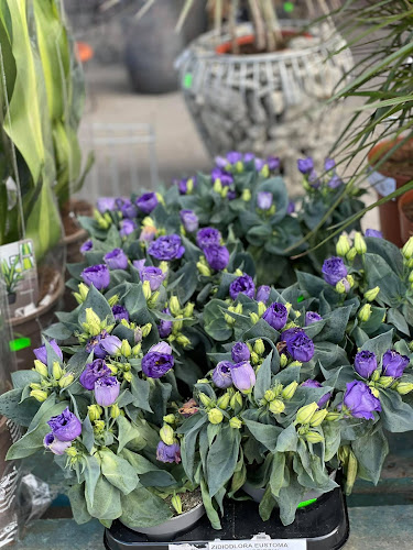 Centrum ogrodnicze "Gloster"